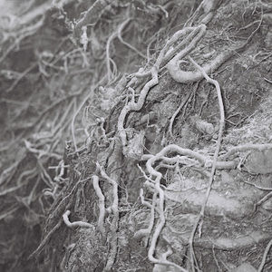 Meet your Posher, Destefano